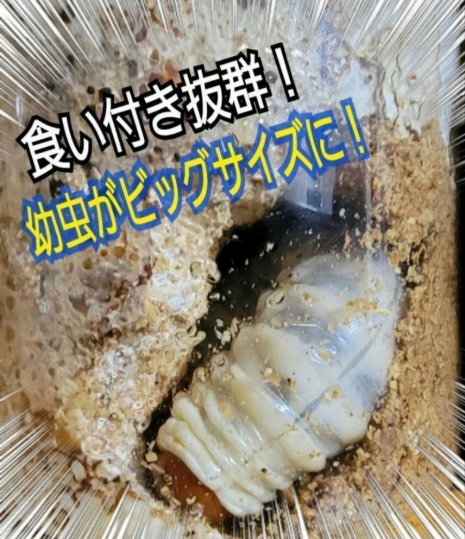 オオヒラタケ菌糸瓶1100ml【８本】特殊アミノ酸強化配合！オオクワガタに抜群！