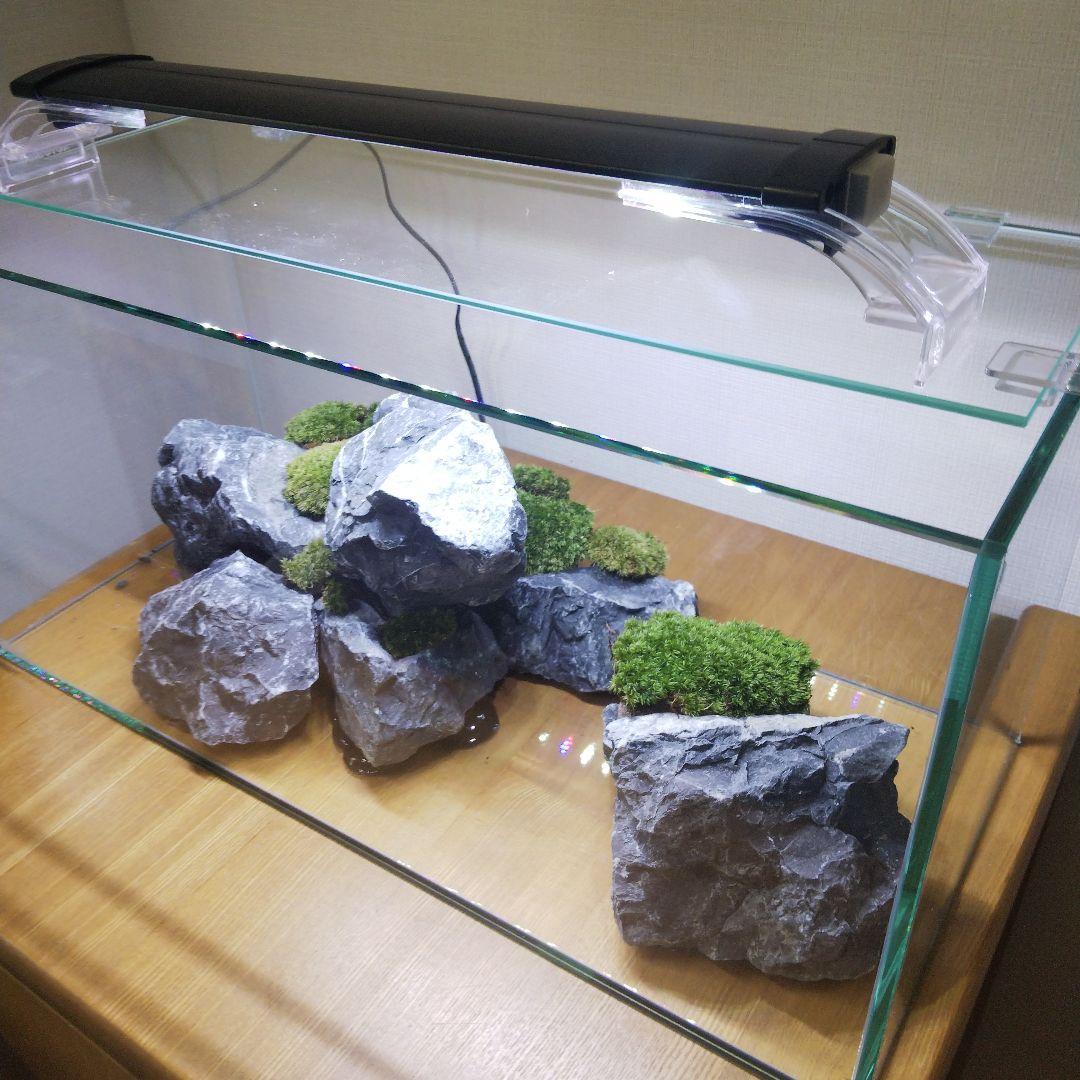 【完成品】アクアテラリウム　イモリウム　苔テラリウム