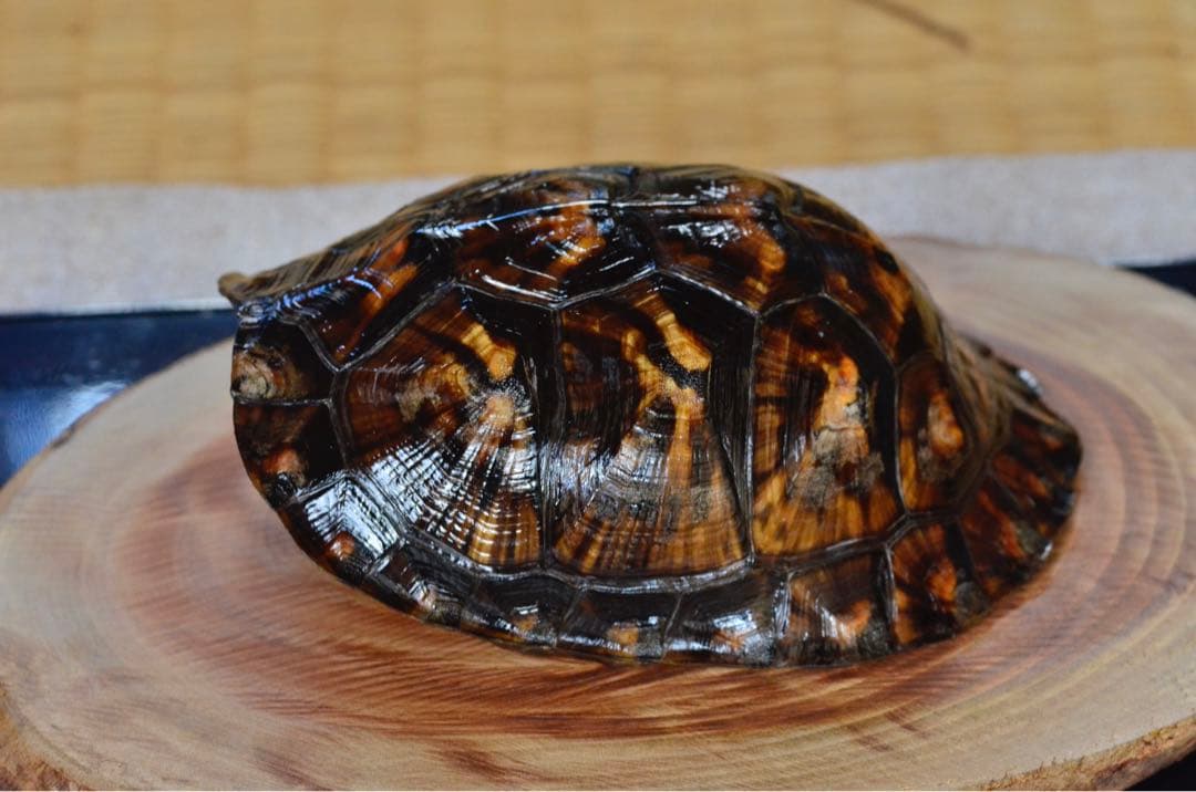 トウブハコガメ骨格標本(甲羅)ブラック系　剥製　爬虫類