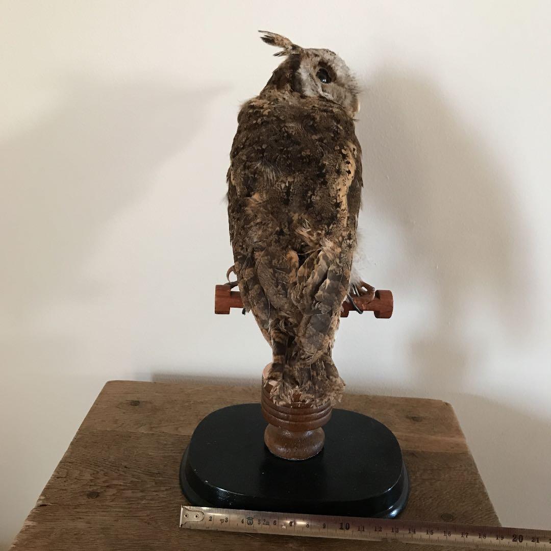 ビンテージ アンティーク　アトリエ　鳥オブジェ　レトロ　理科室