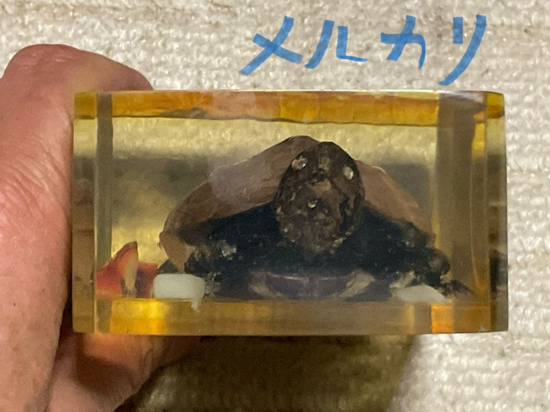 レジン亀／クサガメのレジン標本となります。【お土産品で購入した物です。】。