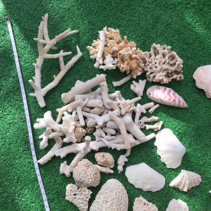 沖縄　石垣島の貝殻