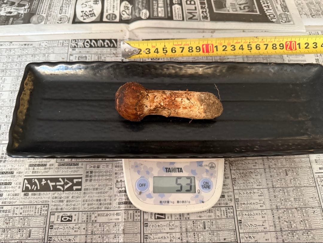 松茸　北海道　500g 送料込　コロ多め