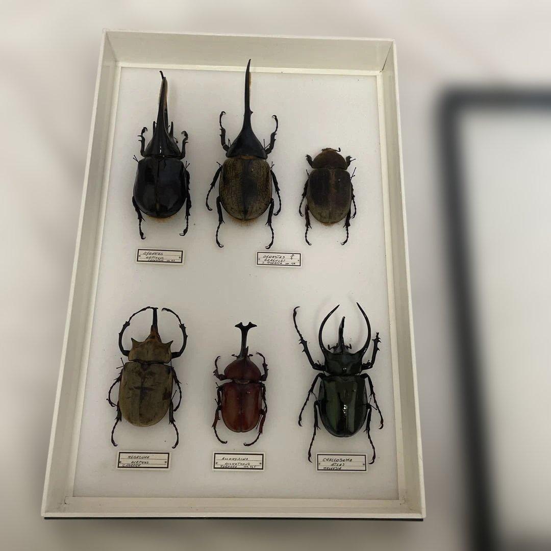 カブトムシ標本 6匹セット フレーム付き