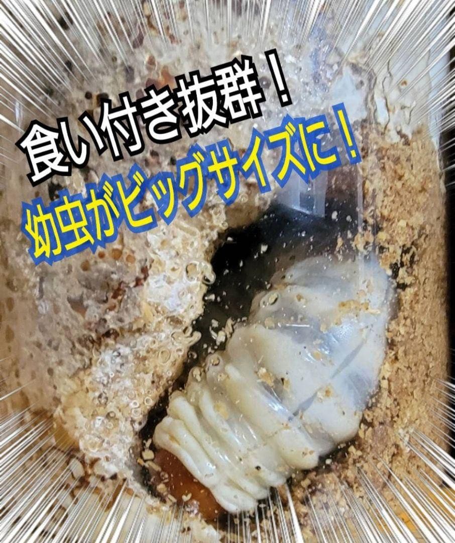 極上！カワラタケ菌糸瓶【15本】特殊アミノ酸強化配合！クワガタ幼虫全般に使えます