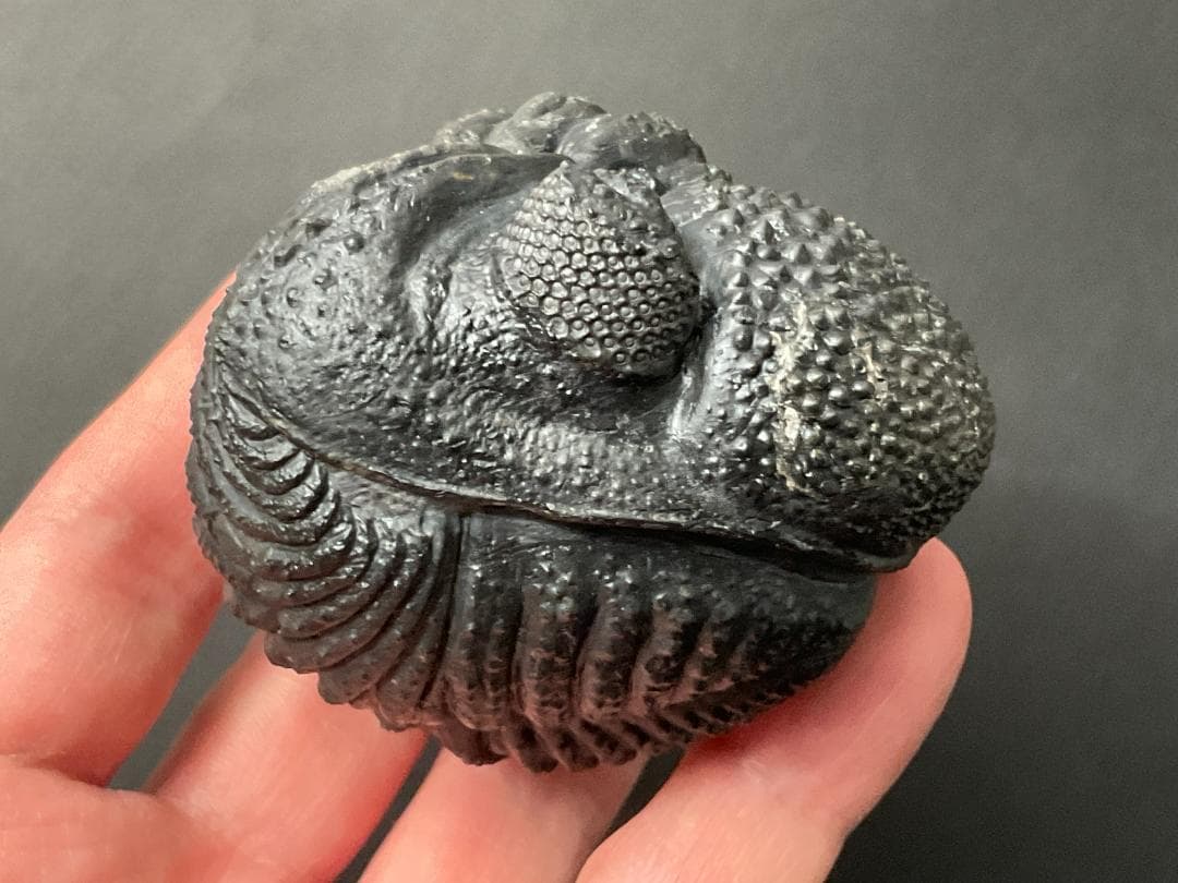 ドロトプス・メガロマニクス [PH59] 三葉虫 化石