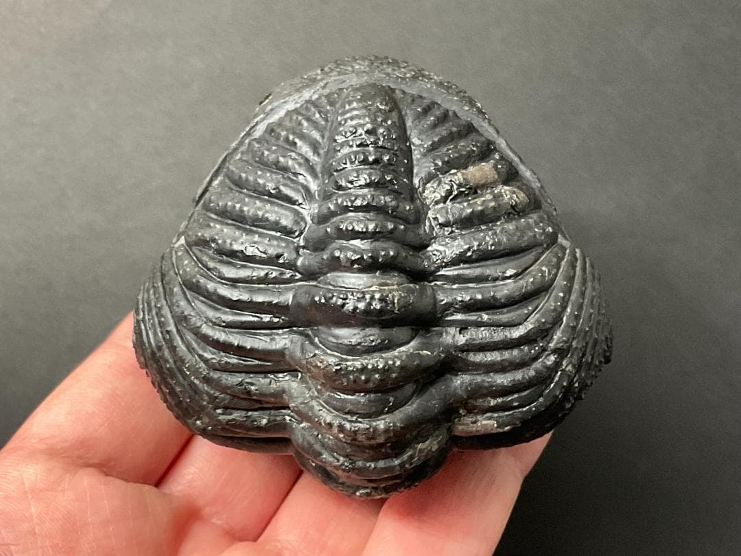 ドロトプス・メガロマニクス [PH59] 三葉虫 化石