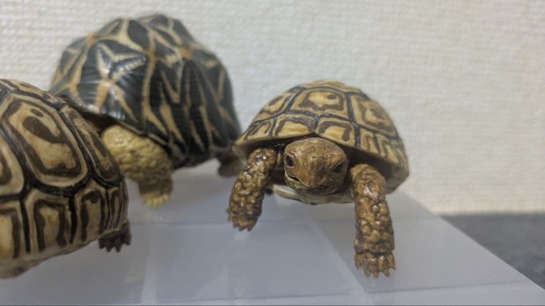 いきもの大図鑑　リクガメ　フィギュア　まとめ　子ガメ　バラ不可