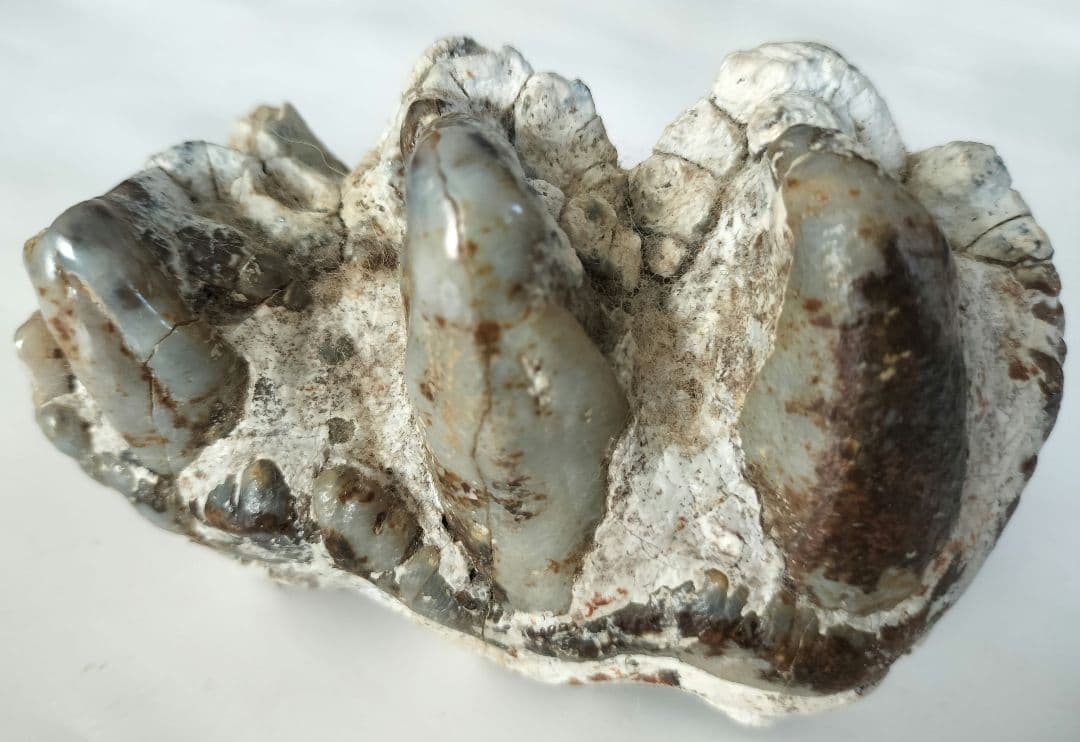 ペンタロフォドンの歯の化石