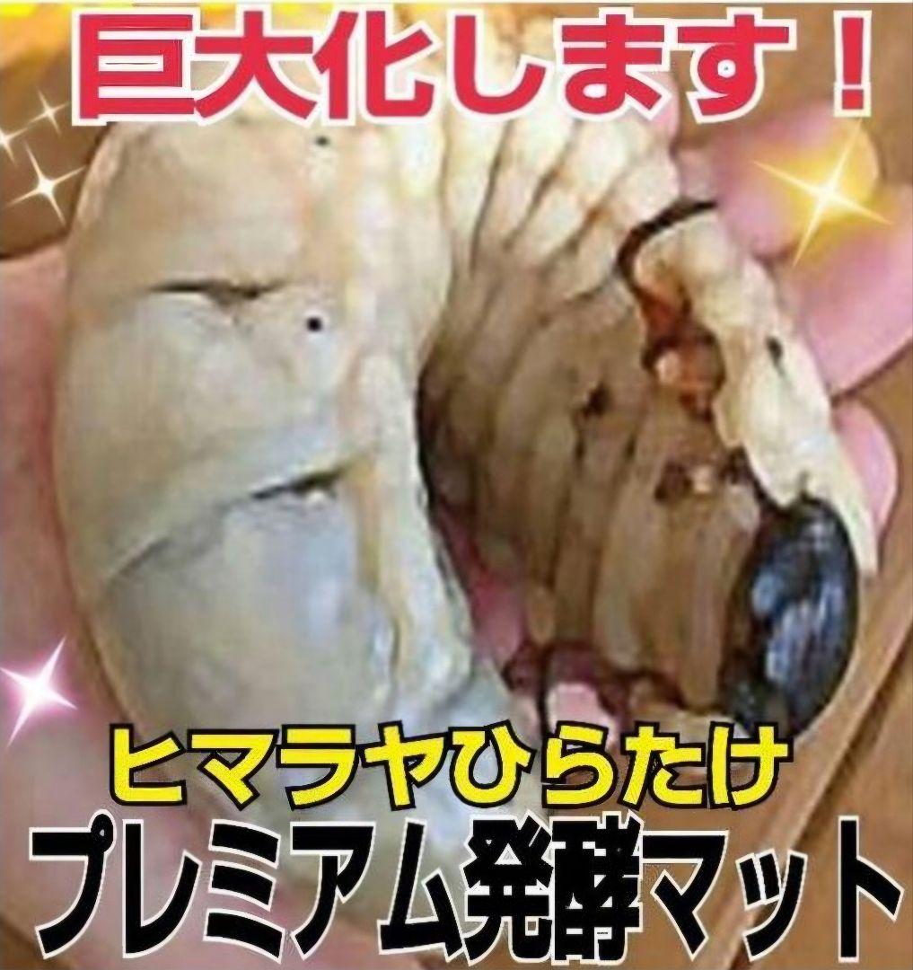 外国産カブトムシ幼虫が大きくなります！プレミアム3次発酵マット(60リットル)