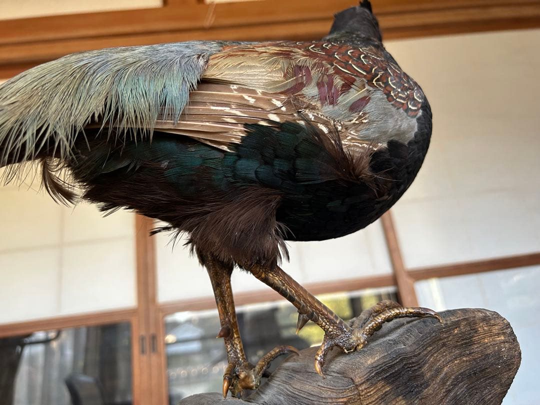 雉　キジの剥製　レトロ