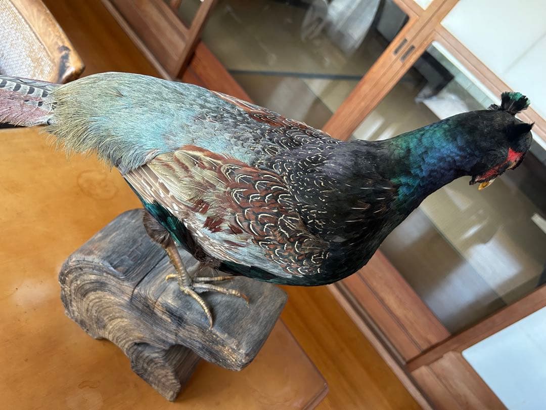 雉　キジの剥製　レトロ