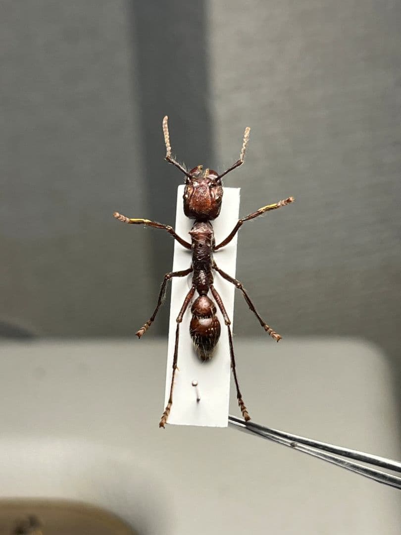 【24mm】パラポネラ アシナガアリ 標本いきもの大図鑑 蟻 クロオオアリ