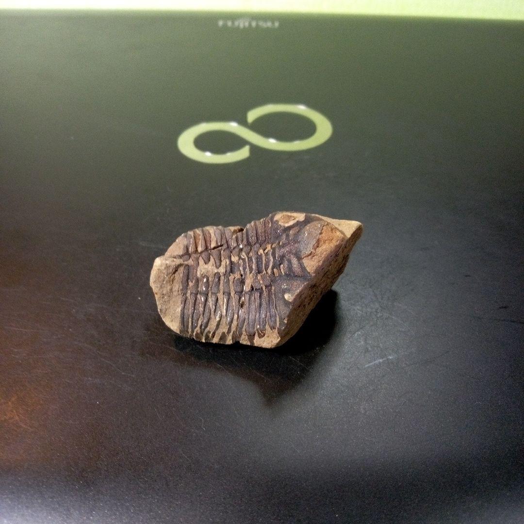 三葉虫　化石　fossil　ボリビア産　トライロバイト　Fossil番号⑤