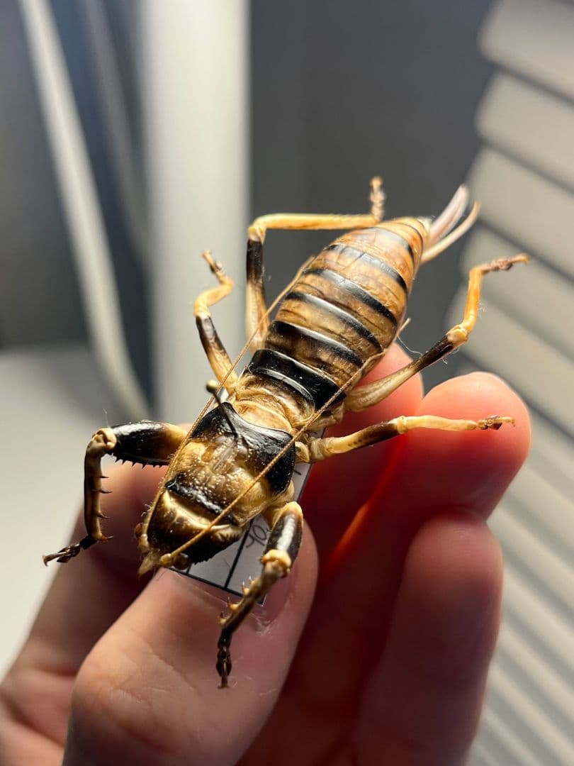 【美麗♀】ロブスターキリギリス マッチョキリギリス コロギス リオックナナ　標本