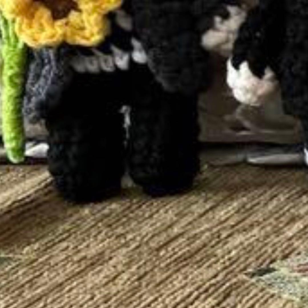 sachi‪ ꪔ̤様