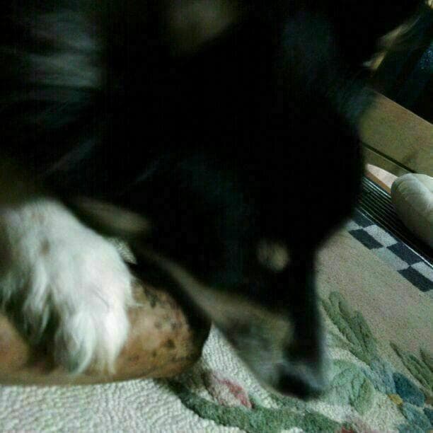 ☆179.犬用国産梨の木、枝、おもちゃ超小型犬向け？歯固め、かじり木、あまがみ