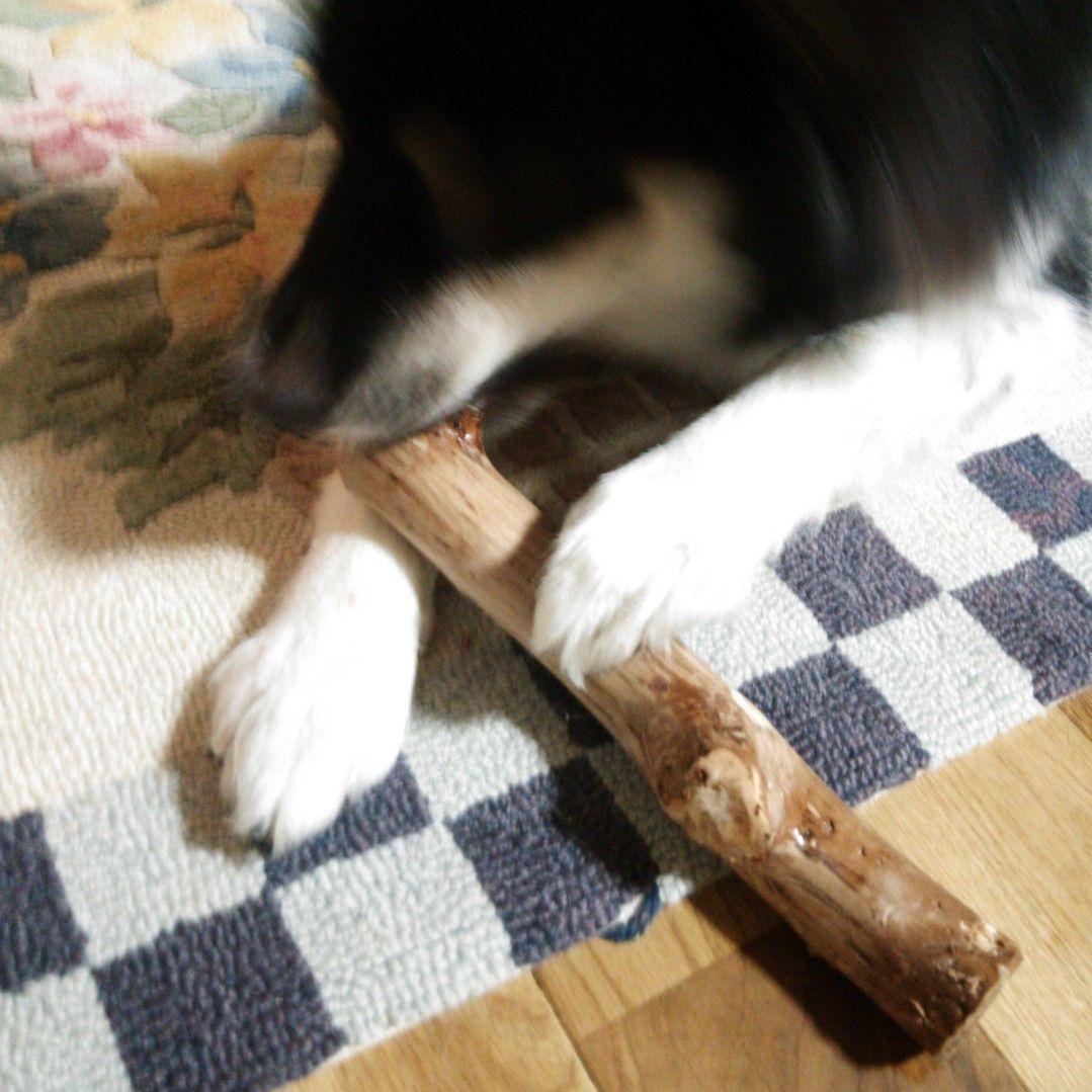 ☆179.犬用国産梨の木、枝、おもちゃ超小型犬向け？歯固め、かじり木、あまがみ