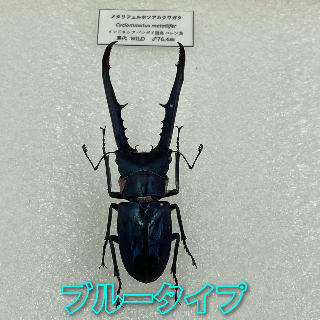 標本　ブルータイプ　メタリフェルクワガタ　♂３頭　WILD