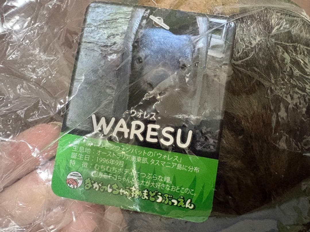 茶臼山動物園　ウォンバット　ぬいぐるみ ウォレス モモコ パペット