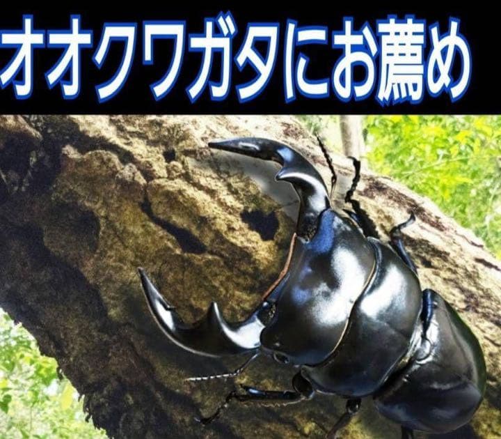 極上！ヒマラヤひらたけ菌糸ブロック【10個】初菌のみ使用！国産オオクワ85実績