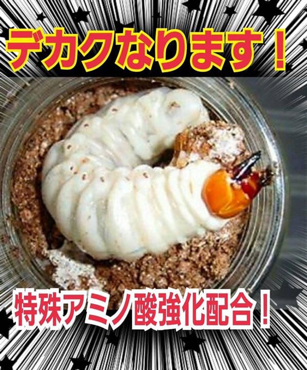 極上！ヒマラヤひらたけ菌糸ブロック【10個】初菌のみ使用！国産オオクワ85実績
