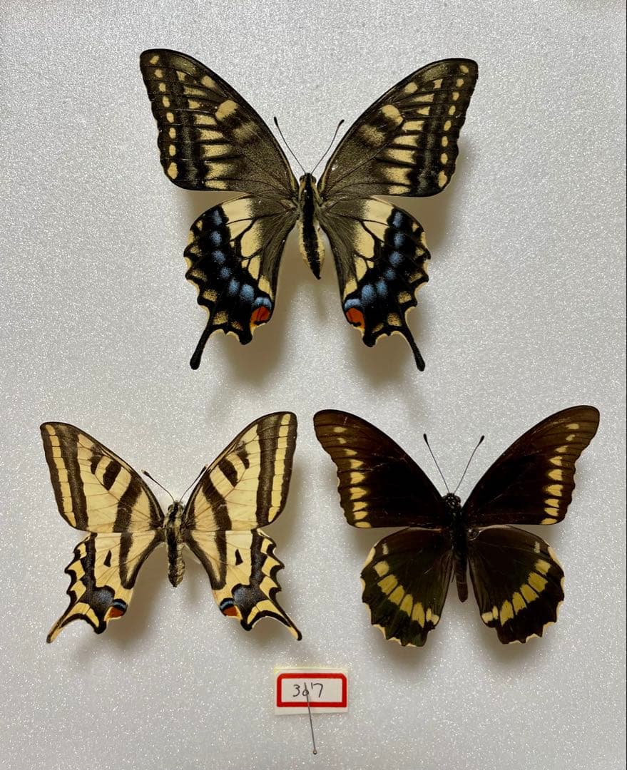 【3頭セット】キアゲハ、ポリタマスアオジャコウ、パピリオアレクサノール