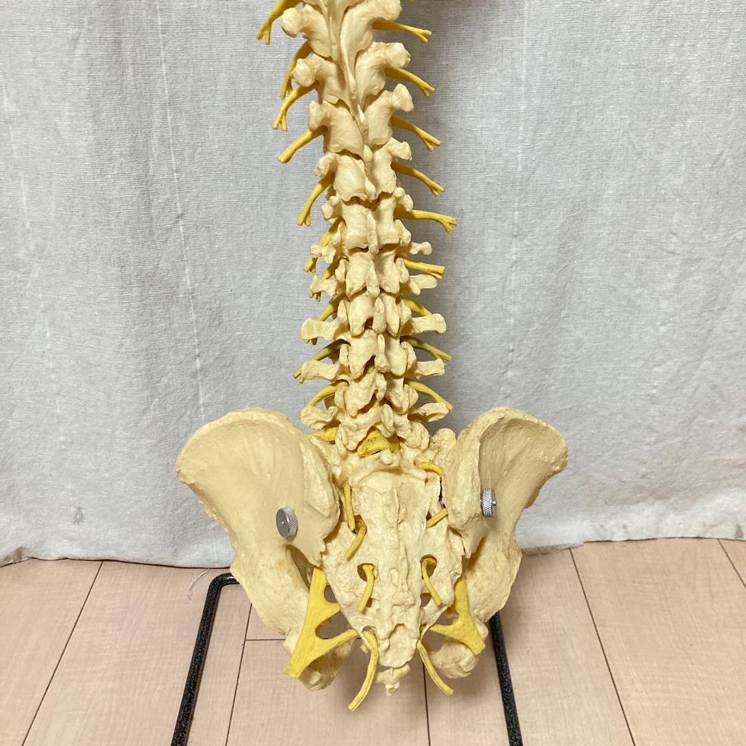 TomoP様　脊柱骨格模型　人体　接骨院カイロプラクティック　スタンド付き
