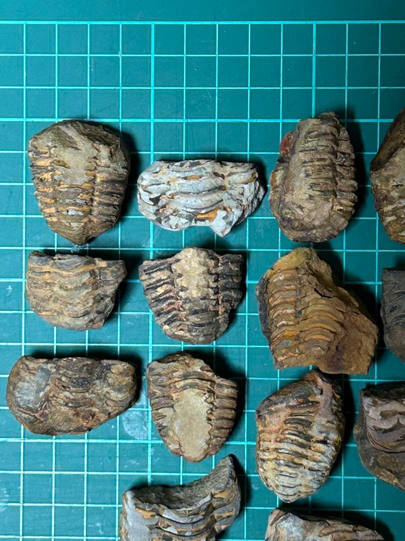 化石　三葉虫の化石