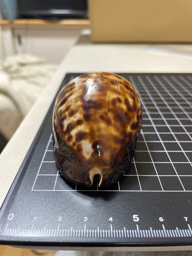 ベッコウダカラ　貝殻　標本