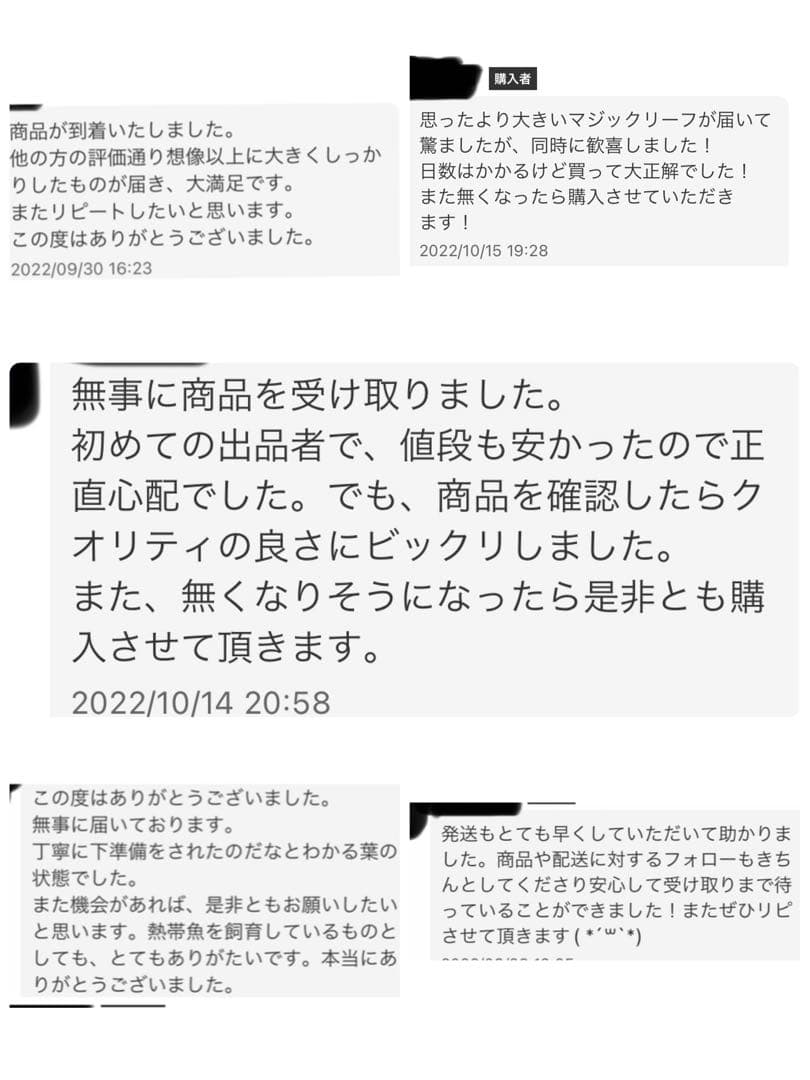 沖縄県やんばる産マジックリーフ 1kg UV殺菌灯照射済み④