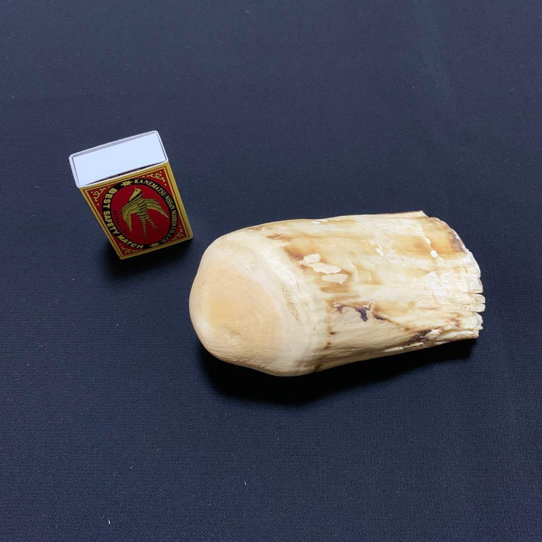 鯨歯
