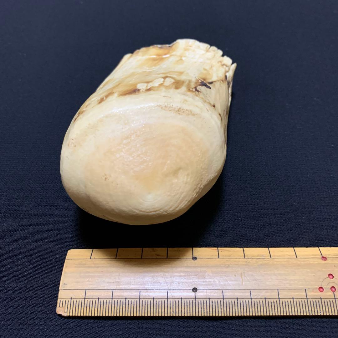 鯨歯