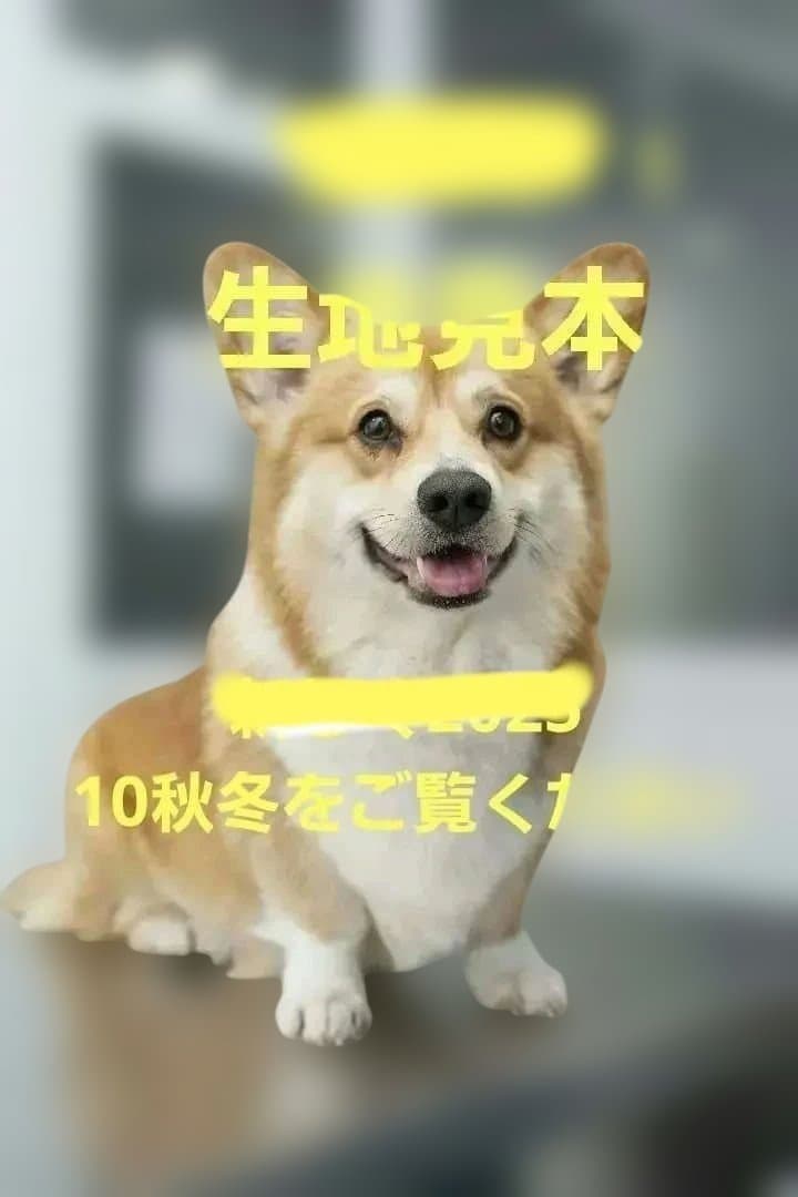 2024生地見本