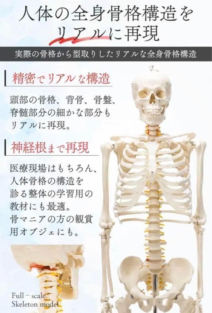 R1743等身大 人体模型 170cm神経根有り全身骨格模型 骨格標本 骸骨模型
