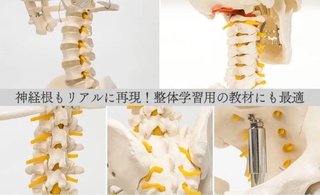 R1743等身大 人体模型 170cm神経根有り全身骨格模型 骨格標本 骸骨模型