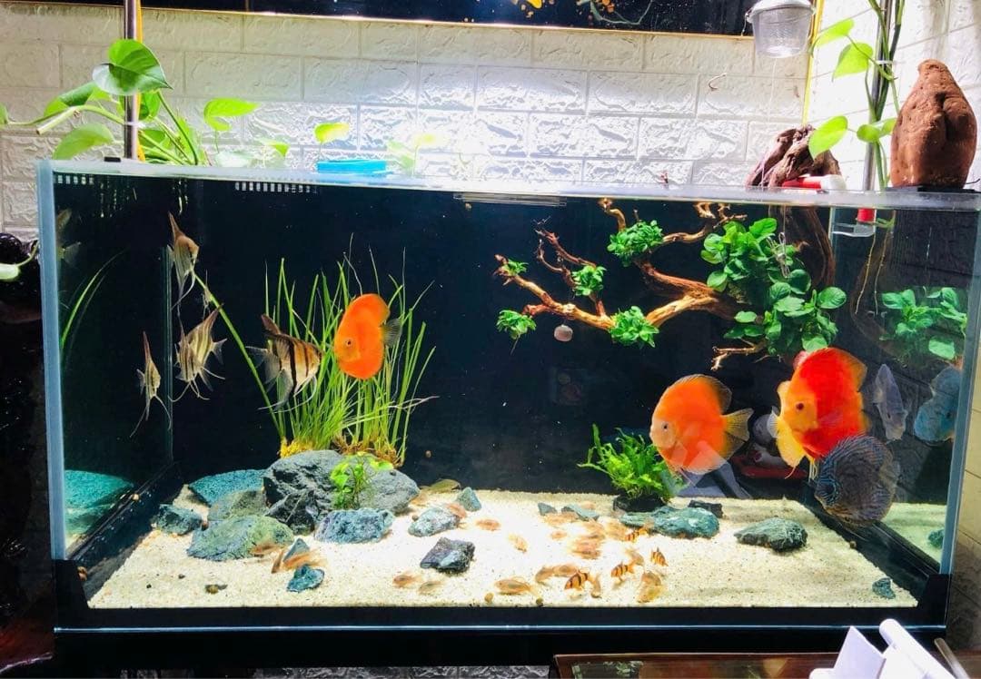 水槽用流木レイアウト　水槽。流木　。水生植物。流木 アクアリウム 盆栽流木