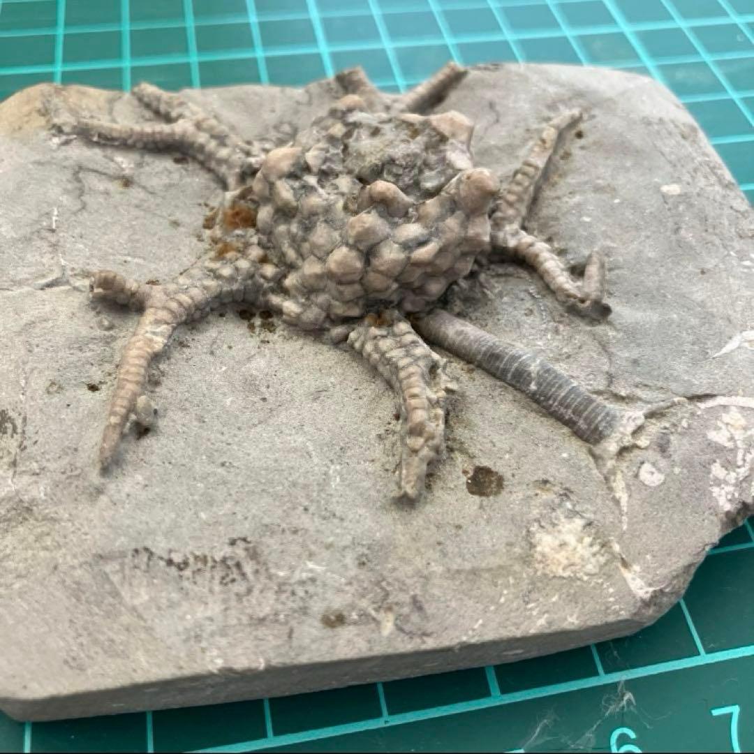 ウミユリ化石