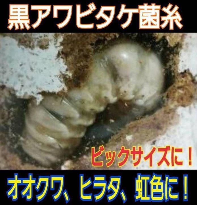 極上！黒アワビタケ菌糸瓶【9本】初令、2令に最適なサイズ！ニジイロクワガタに！