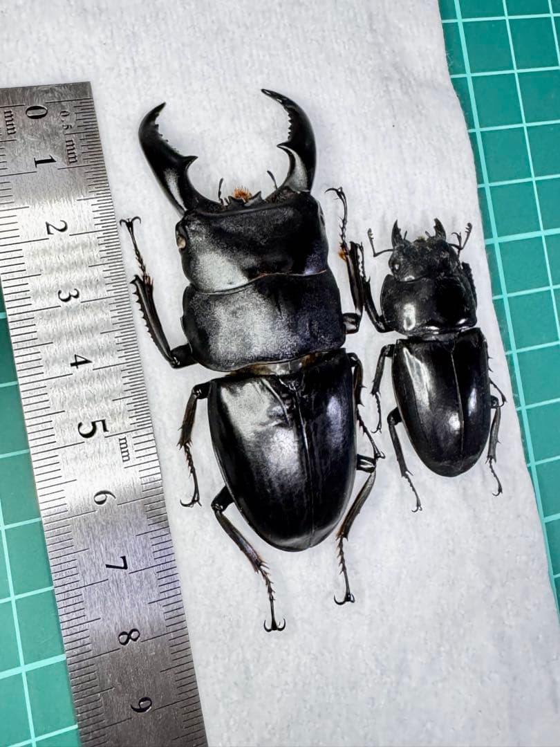 オキナワヒラタクワガタ 野外品ペア標本