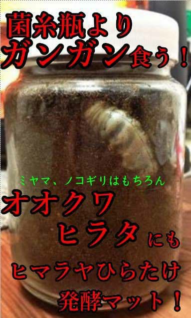 デカクなりすぎ注意！ヒマラヤひらたけ発酵マット　産卵にも！増量200リットル