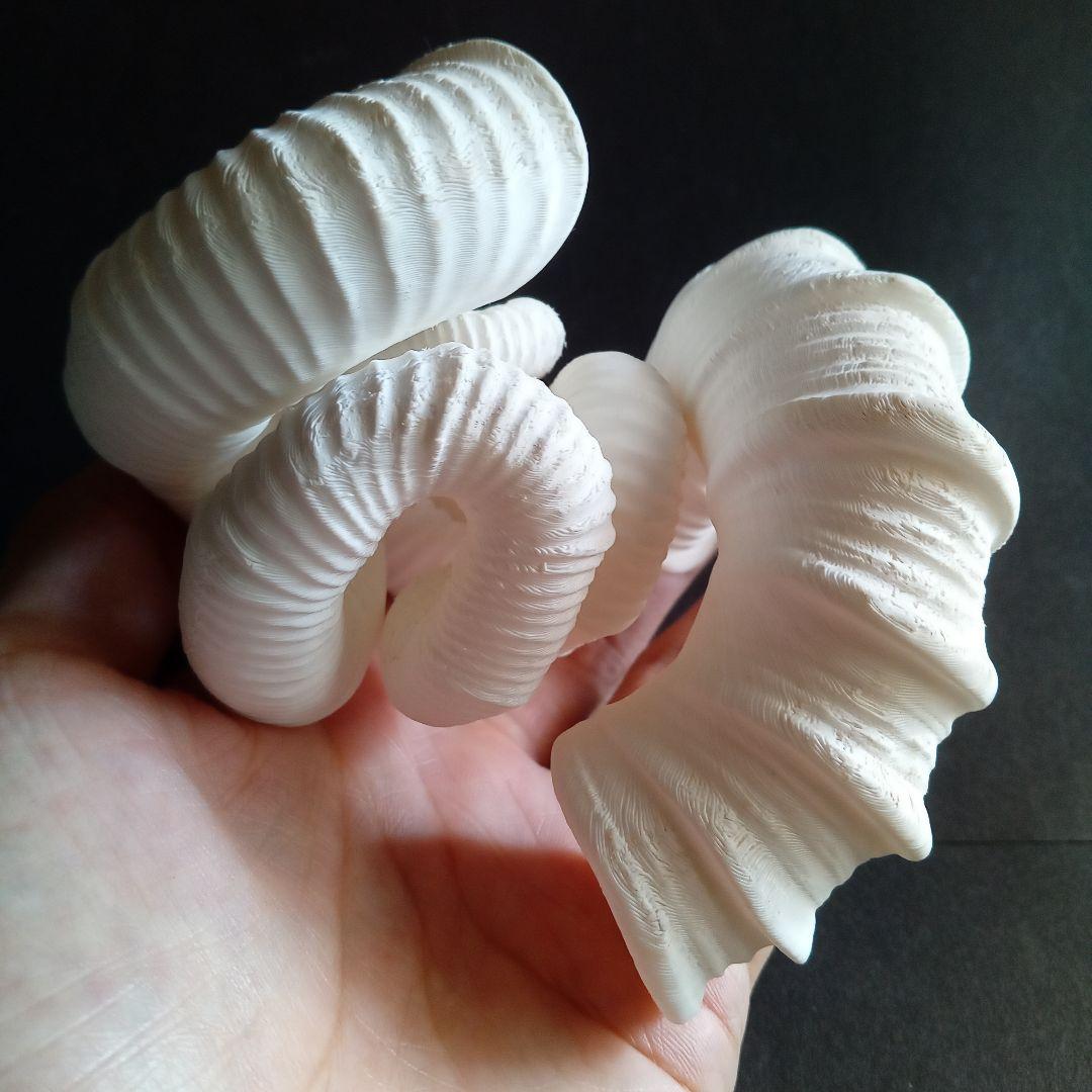 異常巻きアンモナイト　ニッポニテス　３Ｄモデル