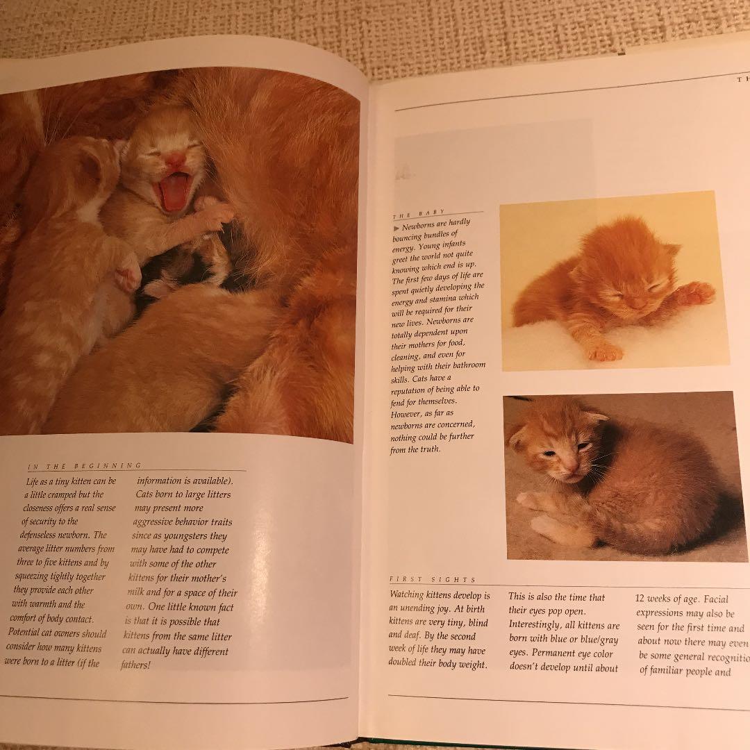 洋書  CATS life
