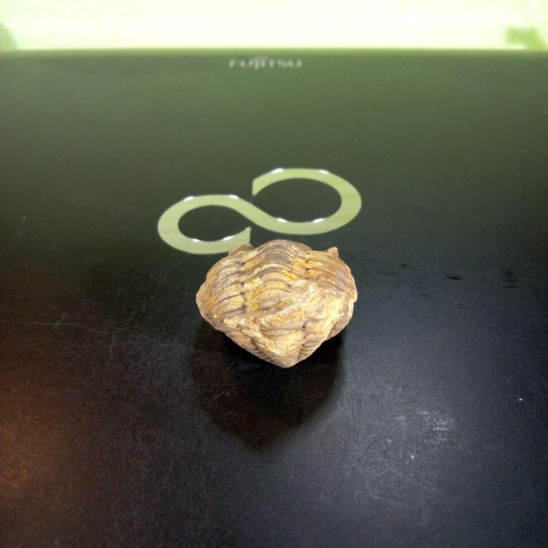 三葉虫　化石　ボリビア産　南アメリカ　trilobite　南米産fossil②