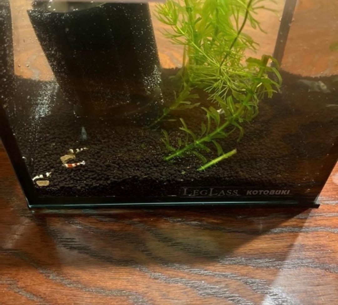 フレームレス水槽 スポンジ式ポンプ 水草 カルキ抜き