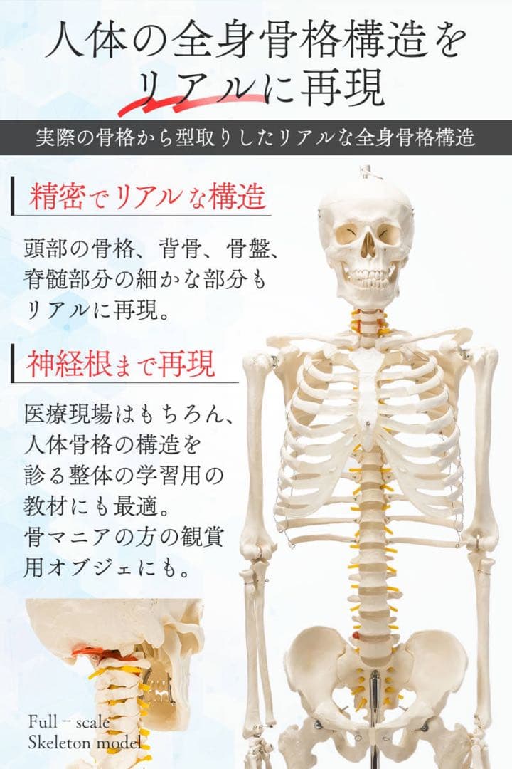 等身大 人体模型 170cm 神経根有り 全身骨格模型 骨格標本