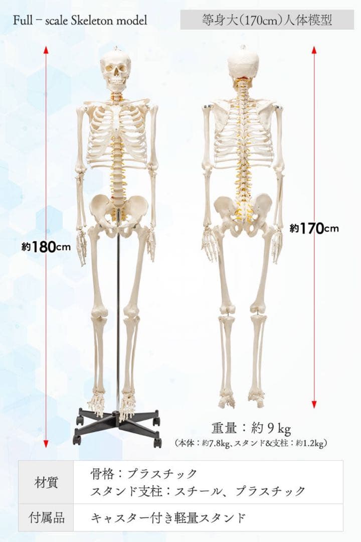 等身大 人体模型 170cm 神経根有り 全身骨格模型 骨格標本