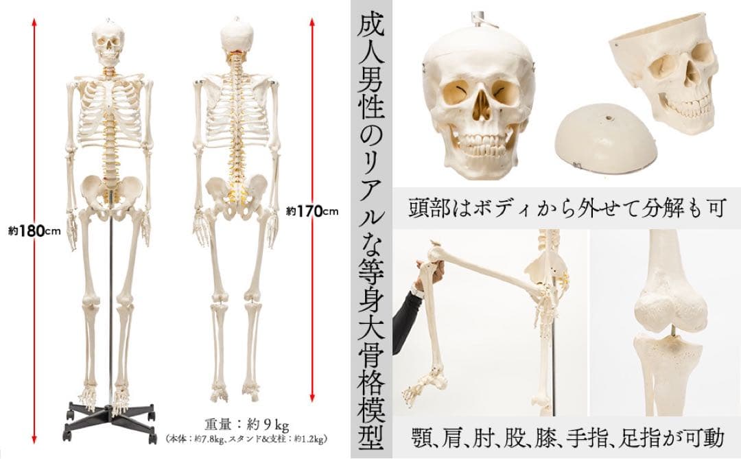 等身大 人体模型 170cm 神経根有り 全身骨格模型 骨格標本
