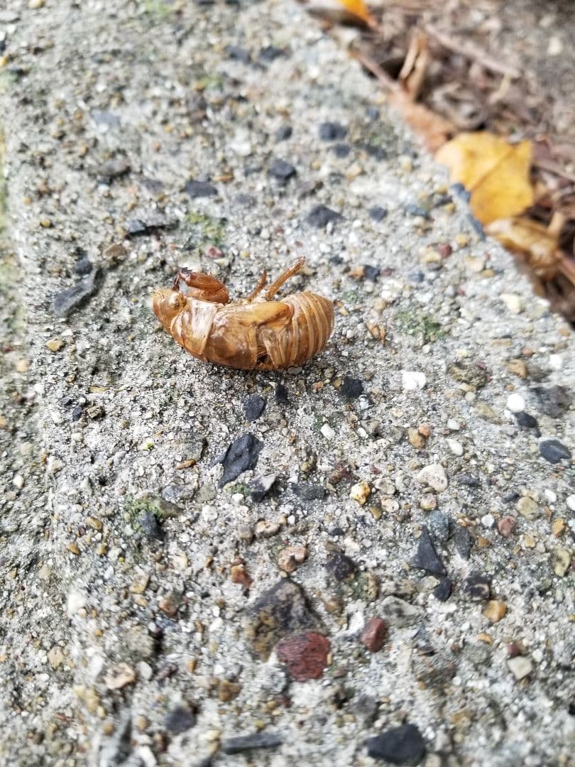 セミの抜け殻