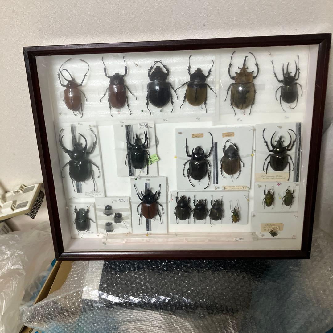 甲虫セット